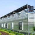 Hydroponie personnalisée Polycarbonate Greenhouse